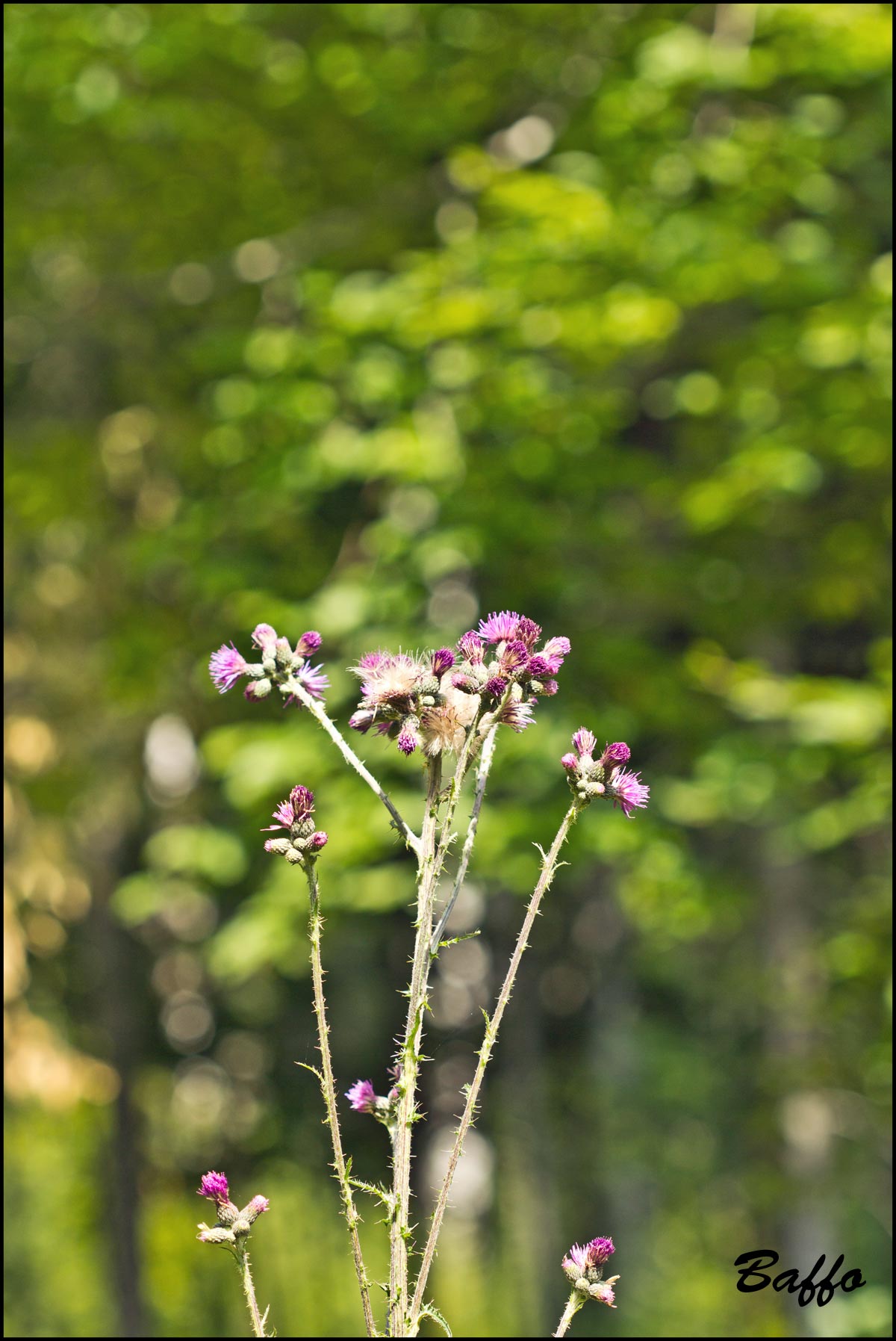 Cirsium palustre